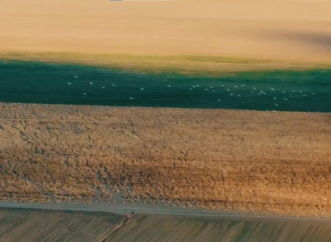 Nesli Tükenmekte Olan Toy Kuşu Dron İle Görüntülendi