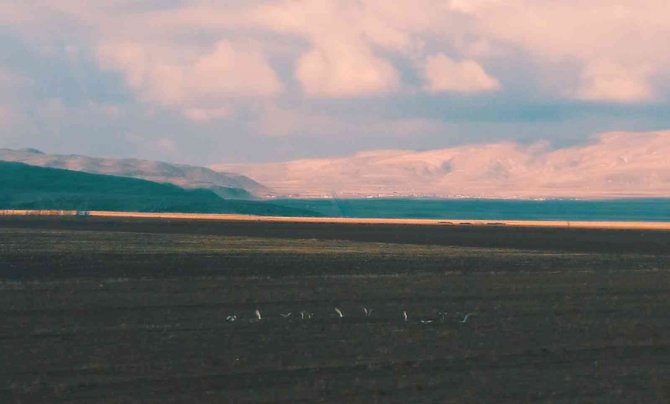 Nesli Tükenmekte Olan Toy Kuşu Dron İle Görüntülendi