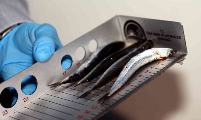 Uygunsuz Avlanmaya Geçit Yok