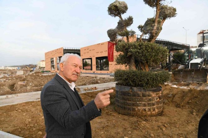 Lapseki’de Millet Bahçesine 350 Yıllık Zeytin Ağacı Dikildi