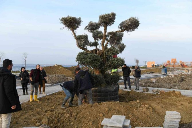 Lapseki’de Millet Bahçesine 350 Yıllık Zeytin Ağacı Dikildi
