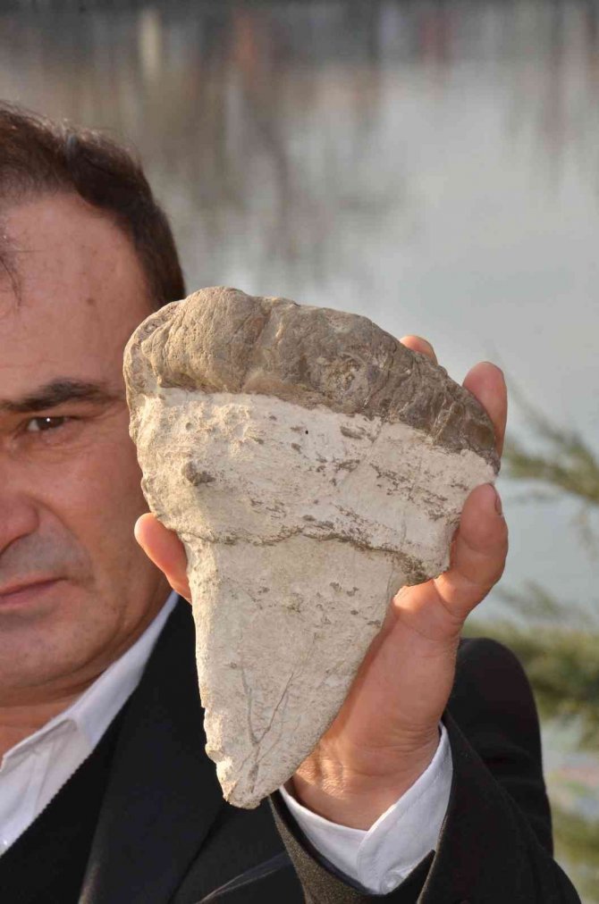 Elbistan’da Köpekbalığının Atası Sayılan 20 Milyon Yıllık Megalodon Dişi Bulundu