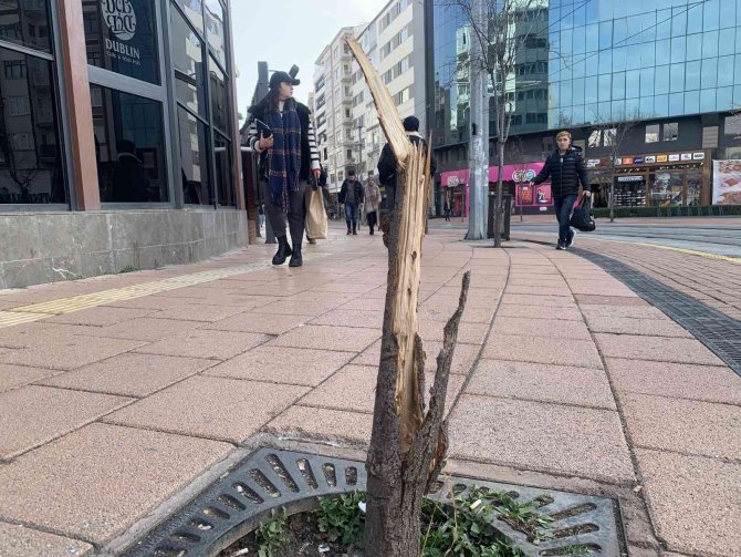 Bu Ağacın Suçu Ne?