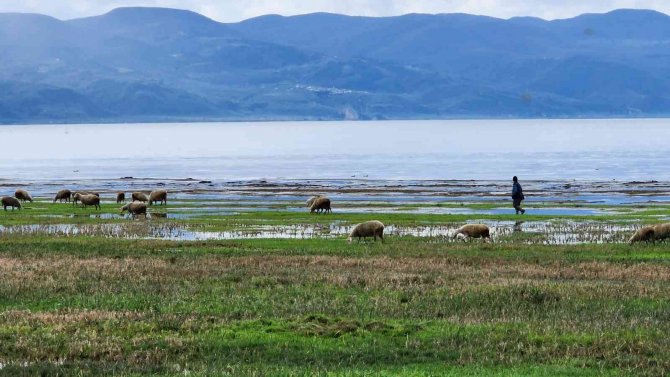 Tehlike Çanları Çalıyordu...dsi̇ İ̇znik Gölü’nden Su Alınmasını Kısıtladı