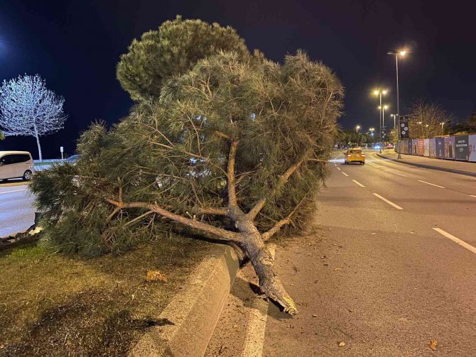 Ağaca Çarpıp Takla Atan Aracın Sürücüsü Olay Yerinden Kaçtı