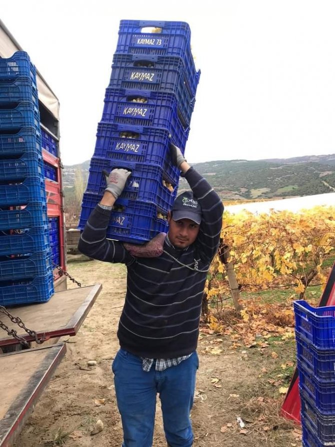 Bağlarda Örtü Altında 300 Ton Üzüm Kesimi Bekliyor