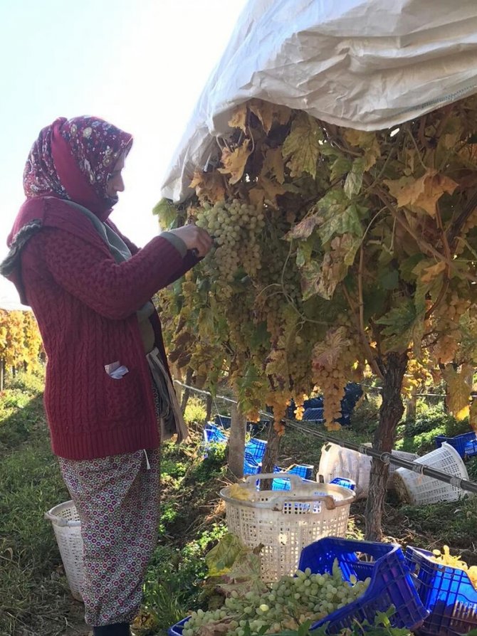 Bağlarda Örtü Altında 300 Ton Üzüm Kesimi Bekliyor