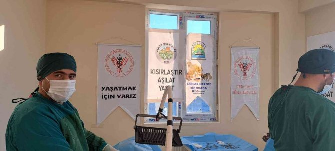 Varto’da Sokak Hayvanlarını Aşılama Ve Küpeleme Çalışması
