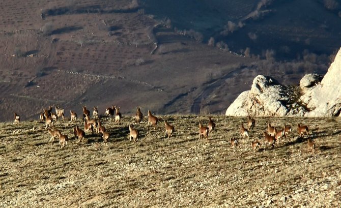 Yaban Keçilerinin Cinsiyeti, Yaşı Ve Türleri Belirleniyor