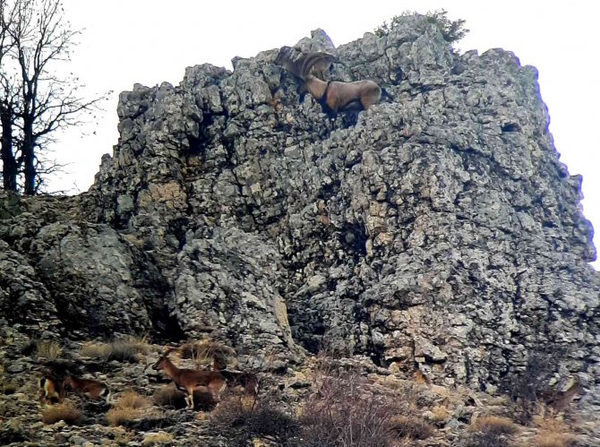 Yaban Keçilerinin Cinsiyeti, Yaşı Ve Türleri Belirleniyor