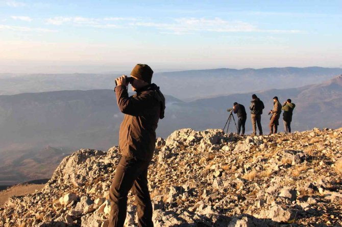 Yaban Keçilerinin Cinsiyeti, Yaşı Ve Türleri Belirleniyor