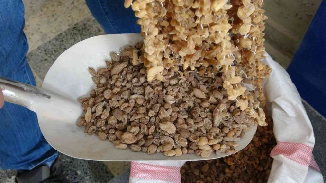 Doğada Çok Zor Bulunuyor, Kilosu 3 Bin Liradan Satılıyor