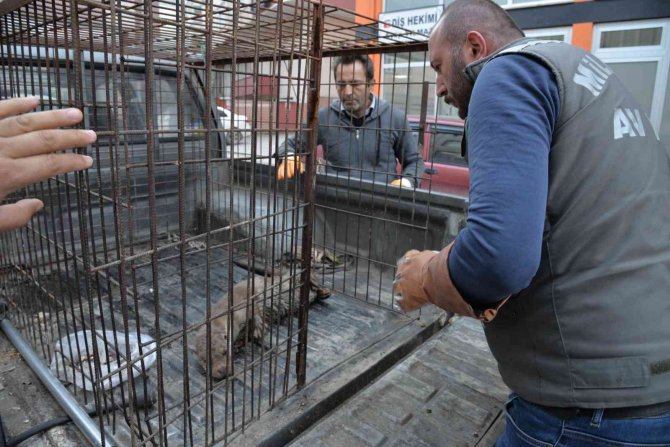 Sinop’ta Yaralı Halde Bulunan Su Samuru Tedavi Altında