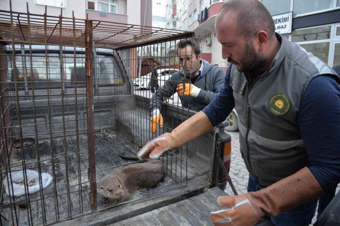 Sinop’ta Yaralı Halde Bulunan Su Samuru Tedavi Altında