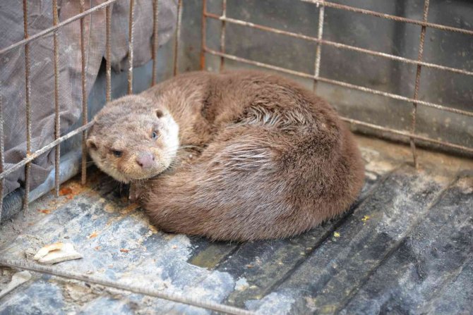 Sinop’ta Yaralı Halde Bulunan Su Samuru Tedavi Altında