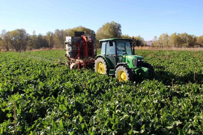 Sivas’ta Buğdayın Ardından Şeker Pancarında Da Rekor