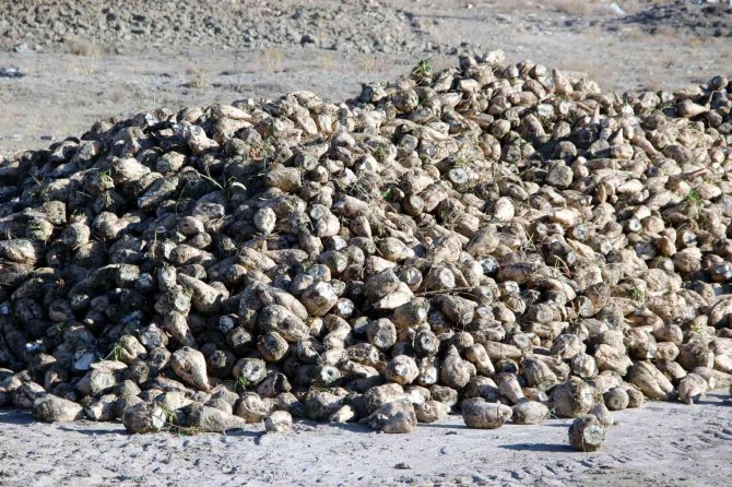 Sivas’ta Buğdayın Ardından Şeker Pancarında Da Rekor