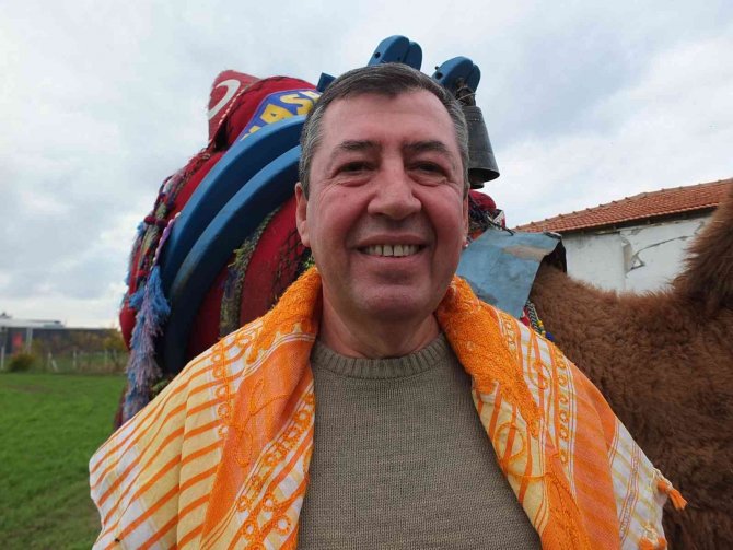 Balıkesir’de Develer Güreşlere Hazırlanıyor