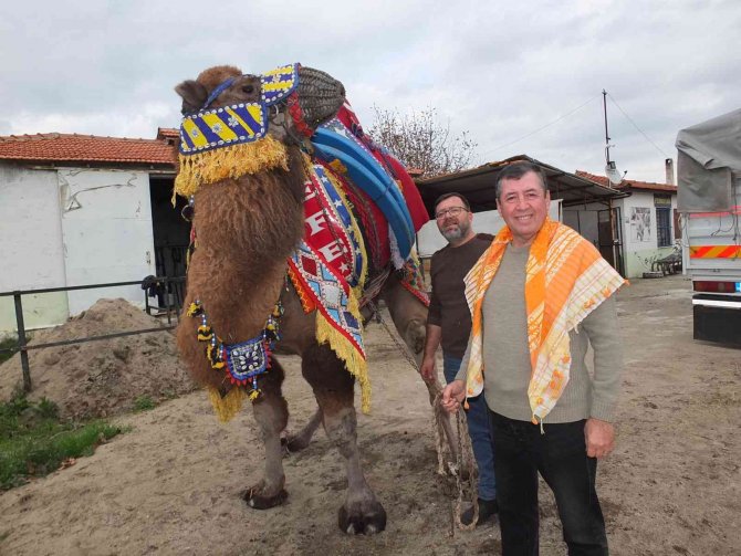 Balıkesir’de Develer Güreşlere Hazırlanıyor