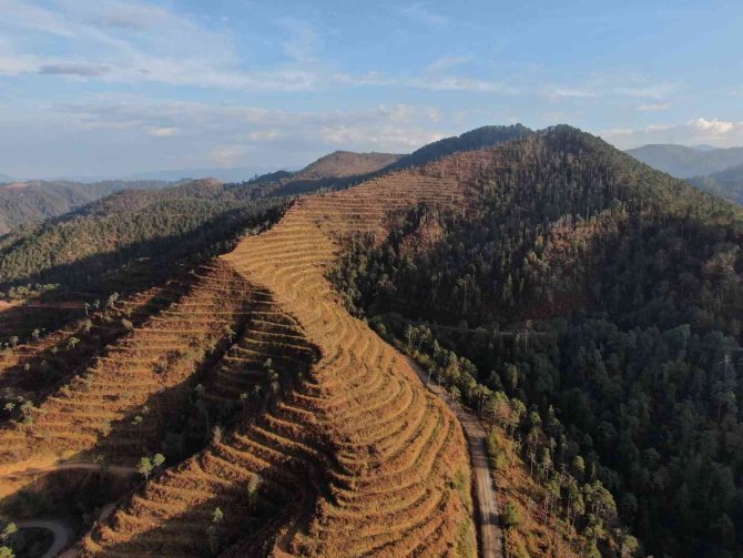 Uzmanlardan “Doğu Karadeniz İçin Yangın Sezonu Yaklaşıyor” Uyarısı