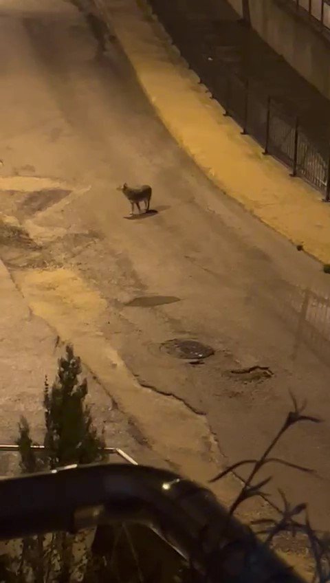 Amasya’da Kurtlar Şehir Merkezine İndi