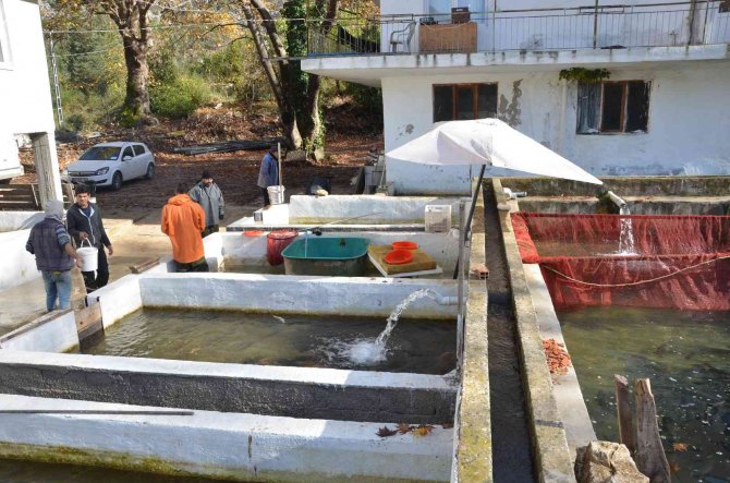 Antalya’da Alabalık Üretimi İçin Sağım İşlemi Başladı