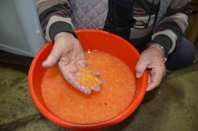 Antalya’da Alabalık Üretimi İçin Sağım İşlemi Başladı