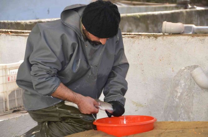 Antalya’da Alabalık Üretimi İçin Sağım İşlemi Başladı