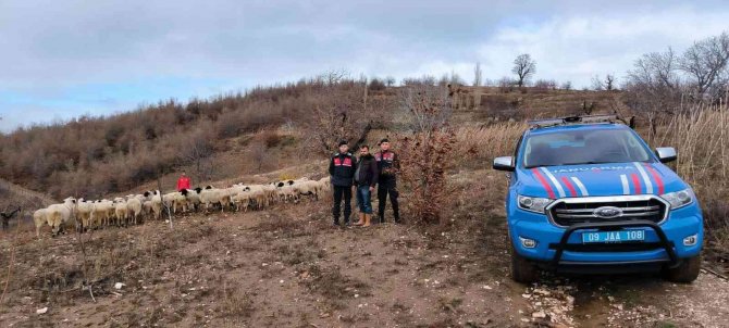 Aydın Köşk’te Kaybolan 50 Koyun, İ̇zmir Ödemiş’te Bulundu