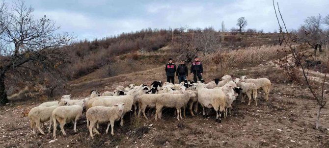 Aydın Köşk’te Kaybolan 50 Koyun, İ̇zmir Ödemiş’te Bulundu