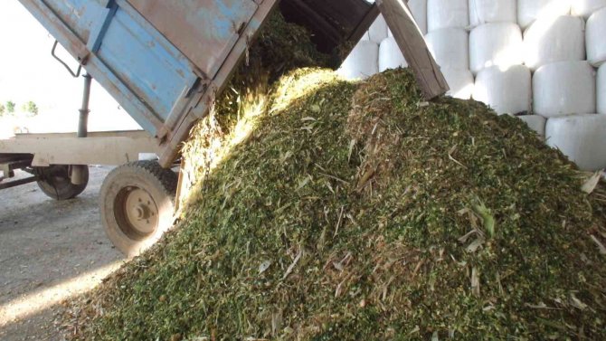 Mısır Silajına İlgi Arttı