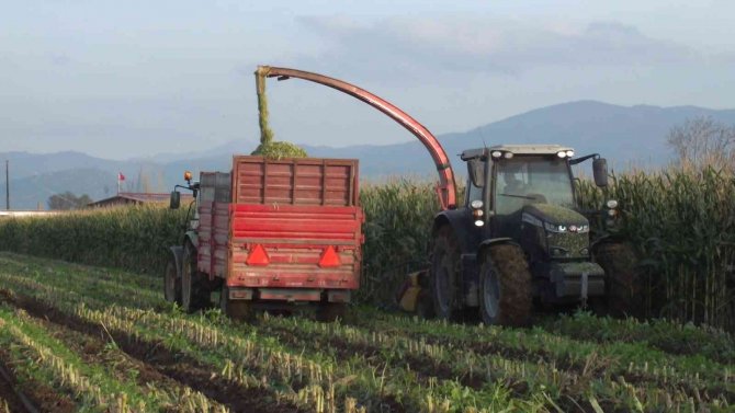 Mısır Silajına İlgi Arttı