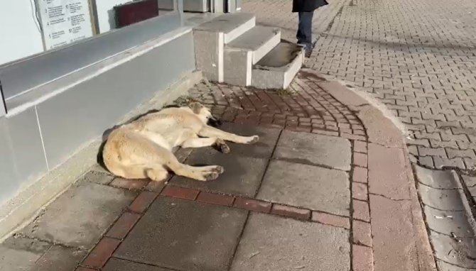 Her Sene Metrelerce Kar Olan İlçede Bahar Havası