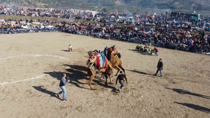 Aydın’da Ünlü 150 Pehlivan Deve Kıran Kırana Mücadele Etti