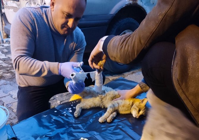 Araç Çarpan Kedi Yaralandı