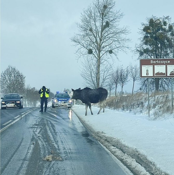 Polonya’da Geyikler Buzlanmaya Karşı Dökülen Tuzlar İçin Yollara Çıktı