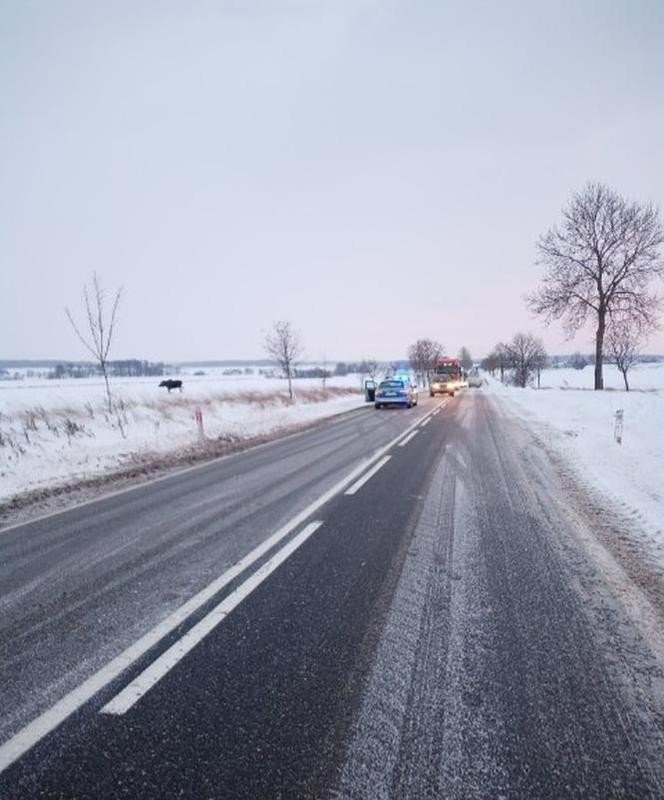 Polonya’da Geyikler Buzlanmaya Karşı Dökülen Tuzlar İçin Yollara Çıktı