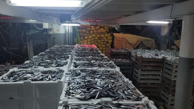 Karadeniz’de Hamsi Bolluğu: Tekneler Binlerce Kasayla Döndü