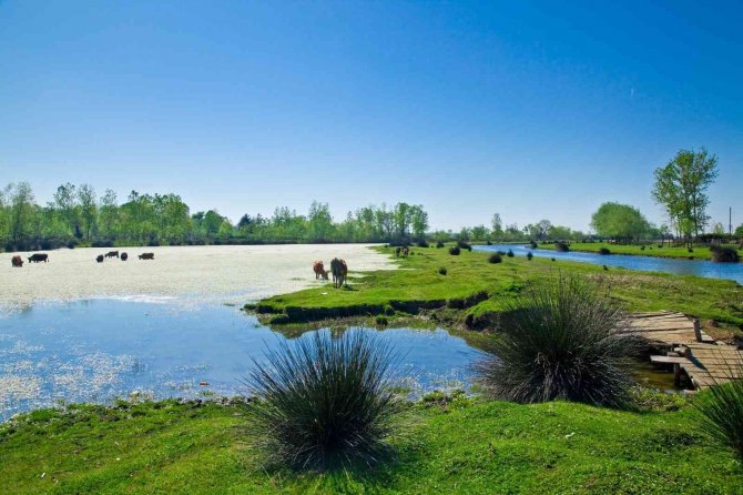 Kızılırmak Deltası 50 Binden Fazla Ziyaretçiyi Ağırladı