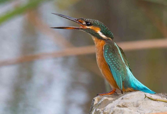Kızılırmak Deltası 50 Binden Fazla Ziyaretçiyi Ağırladı
