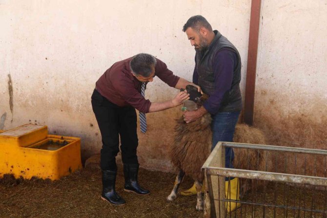 Ukrayna’dan Siirt’e Getirilen Koyunlar Bölgeye Uyum Sağladı