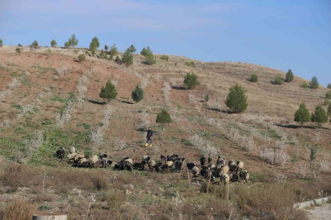 Ukrayna’dan Siirt’e Getirilen Koyunlar Bölgeye Uyum Sağladı