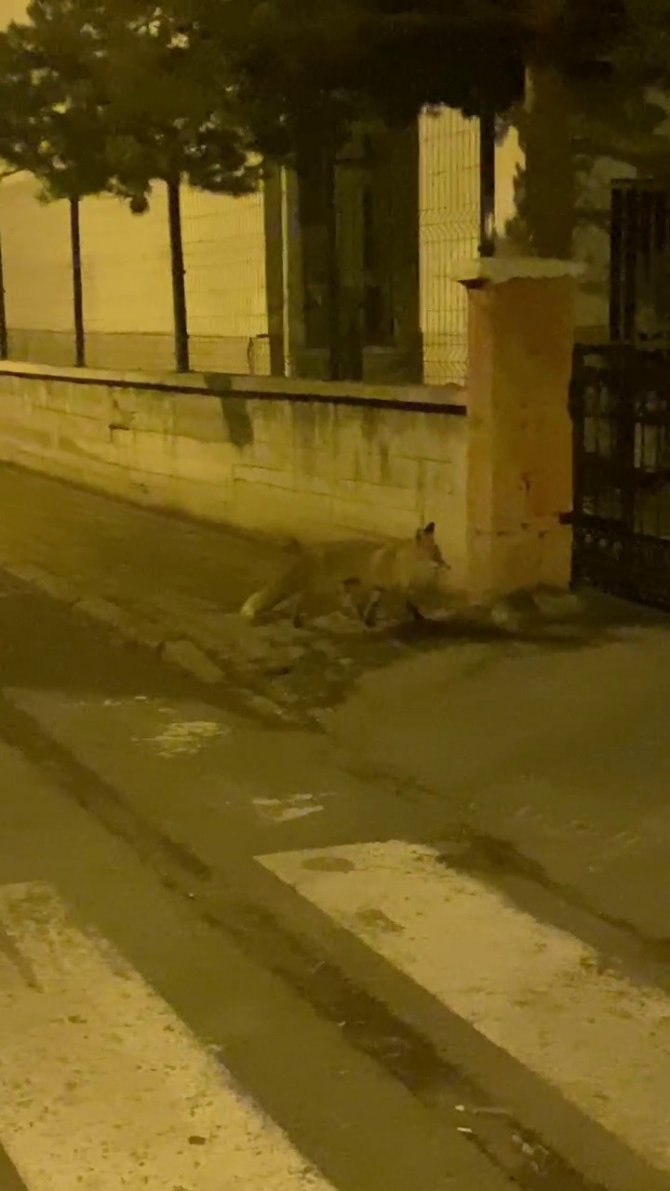 Şehirlere Dadanan Tilkiler Kedilere Rakip Oldu