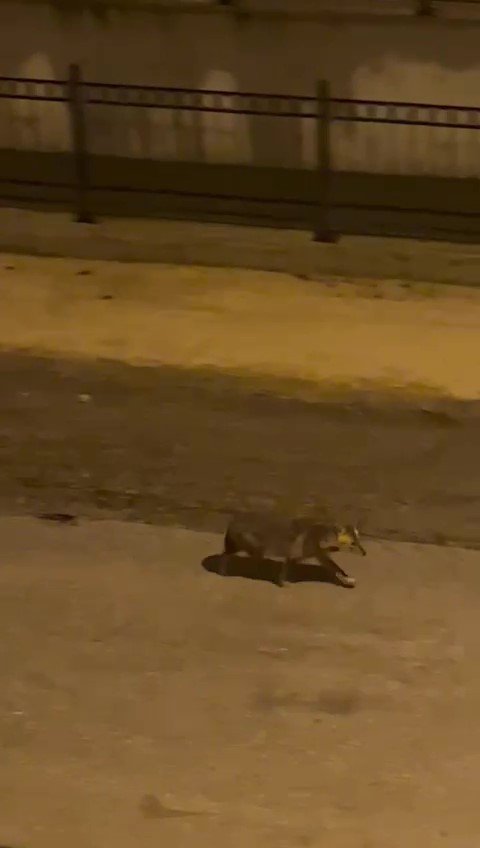 Amasya’da Kurtlar Şehir Merkezine İndi