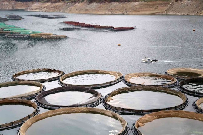 Denizi Olmayan Şehirden Binlerce Ton Balık İhraç Ediliyor