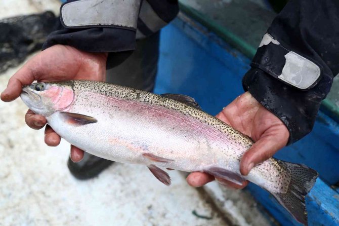Denizi Olmayan Şehirden Binlerce Ton Balık İhraç Ediliyor