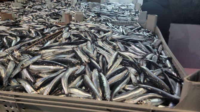 Karadeniz’de Hamsi Bolluğu: Tekneler Binlerce Kasayla Döndü