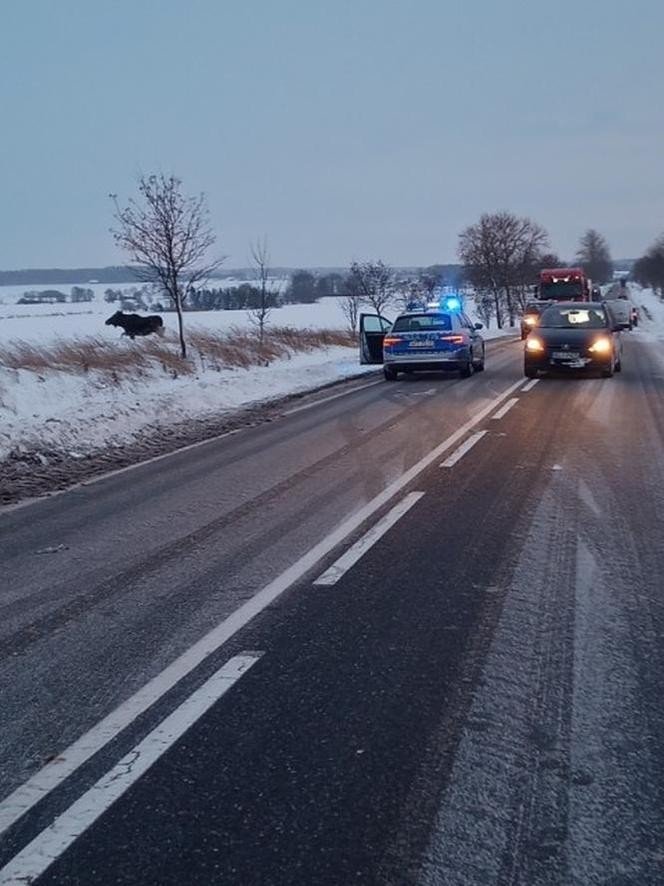 Polonya’da Geyikler Buzlanmaya Karşı Dökülen Tuzlar İçin Yollara Çıktı