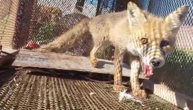 Tilkinin Kurnazlığı, Emekli Polisin ‘Battal Gazi’ Kapanına Sökmedi