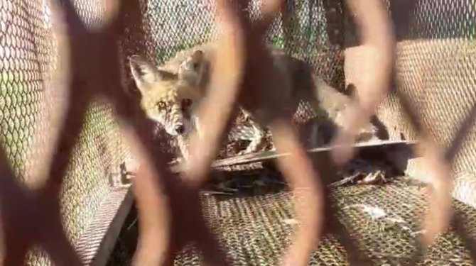 Tilkinin Kurnazlığı, Emekli Polisin ‘Battal Gazi’ Kapanına Sökmedi